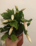 Christmas cactus - live Christmas cactus plant-cactus - easy growing - Parijat Plant 