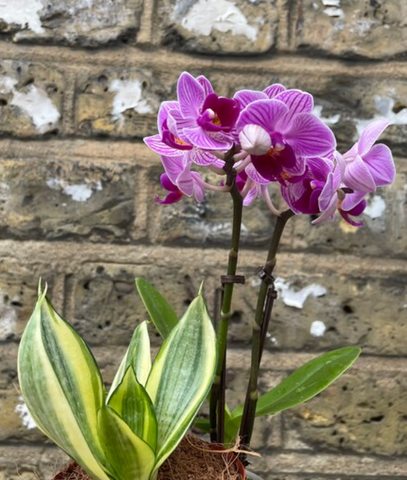 2 mini indoor plant mix - sansevieria golden hahnii plant -mini phalaenopsis orchid - parijat plant - online plant - fresh flower - orchids - purple flower