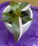 philodendron pink princess baby pink princess plant - baby pink princess plant in a ceramic pot - half moon variegated - exact plant shown in the picture - Parijat Plant 