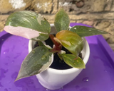philodendron pink princess plant - baby pink princess plant in a ceramic pot - exact plant shown in the picture - Parijat Plant 
