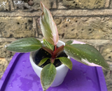 philodendron pink princess plant - baby pink princess plant in a ceramic pot - exact plant shown in the picture - Parijat Plant 