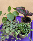 4 mini plant mix - Calathea Roseopicta Illustrio - string of pearl - Pilea Peperomoides - string of turtle plant - online sale - online shopping - uk best online plant shop - online plant sale - plant daddy - plant mommy - plant addicted - plant lovers - gardening lovers - plant day - plant tiktok - plant dad