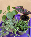 4 mini plant mix - Calathea Roseopicta Illustrio - string of pearl - Pilea Peperomoides - string of turtle plant - Parijat Plant 