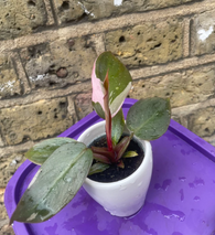 philodendron pink princess plant - baby pink princess plant in a ceramic pot - exact plant shown in the picture – pink princess – online plant shop – plant selling uk – plant daddy – plant mommy – plant day – plant gift – plant – online selling – best online plant selling shop – plant selling shop – shopify best plant selling shop – plant lovers – plant day – plant addicted – plant tiktok – plant production – nature lover 