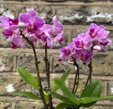 mini phalaenopsis orchid - 2 mini moth orchid - live orchid in tiny 6cm pot - Parijat Plant 