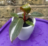 philodendron pink princess plant - baby pink princess plant in a ceramic pot - exact plant shown in the picture - Parijat Plant 
