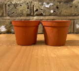 houseplant growing pot - brown plant pot (set of 2 pots) - Parijat Plant 