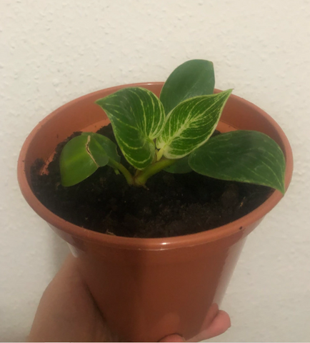 Buy Rare Philodendron Birkin Nice Variegated Pink/white stripe leaves, Glossy leaves, live plant, Heart shaped leaves - parijat plant - online plant sale  - shopify online plant shop - best online plant shop - plant daddy - plant mommy - plant addicted - plant tiktok - plant lovers  - online shopping - online sale