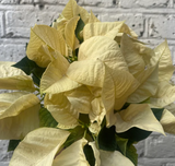 Poinsettia plant - Buy Christmas Poinsettia plant - Christmas plant gift - 12cm potted plant - Parijat Plant 