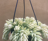 Burro's tail plant - Sedum morganianum ‘Burrito’ plant in 14cm hanging pot - more bushy plant - Parijat Plant 