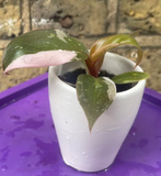 philodendron pink princess plant - baby pink princess plant in a ceramic pot - exact plant shown in the picture - Parijat Plant 