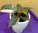 philodendron pink princess plant - baby pink princess plant in a ceramic pot - exact plant shown in the picture - Parijat Plant 