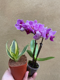 2 mini indoor plant mix - sansevieria golden hahnii plant -mini phalaenopsis orchid - Parijat Plant 