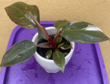 philodendron pink princess plant - baby pink princess plant in a ceramic pot - exact plant shown in the picture - Parijat Plant 