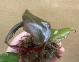 philodendron pink princess plant - rare houseplant - pink princess - rare indoor plant - exact plant shown in the picture - Parijat Plant 