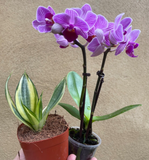 2 mini indoor plant mix - sansevieria golden hahnii plant -mini phalaenopsis orchid - Parijat Plant 
