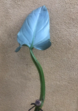 Buy 2 Get 1 Free - philodendron hastatum cutting - silver sword - rare house plant - Parijat Plant 