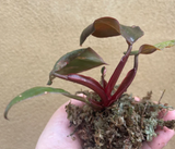 philodendron pink princess plant - rare houseplant - pink princess - rare indoor plant - exact plant shown in the picture - Parijat Plant 