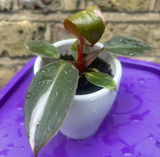 philodendron pink princess plant - baby pink princess plant in a ceramic pot - exact plant shown in the picture - Parijat Plant 