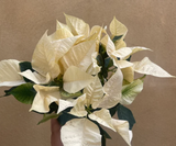 Poinsettia plant - Buy Christmas Poinsettia plant - Christmas plant gift - 12cm potted plant - Parijat Plant 