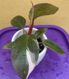 philodendron pink princess plant - baby pink princess plant in a ceramic pot - exact plant shown in the picture - Parijat Plant 