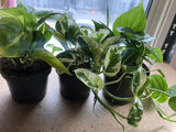 3 Natural air purifying Houseplant Mix - trailing plant - easy growing - Parijat Plant 