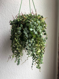 String of turtle plant- Peperomia prostrata - Trailing Plant - Rare plant 12cm hanging pot - Parijat Plant 