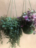 2 Trailing plant mix - hanging plant - string of turtle - Tradescantia Tricolour plant - Parijat Plant 