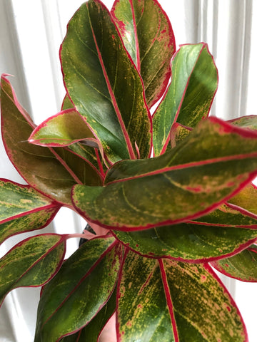 aglaonema commutatum crete Aglaonema commutatum 'Crete' - rare aglaonema plant