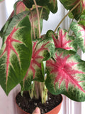PRE ORDER Very rare Caladium Rosebud plant - Beautiful - 12cm potted plant - Plant A1 - Parijat Plant 