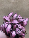 Stunning Fittonia plant - Nerve plant - Light Pink foliage plant - live plant - Parijat Plant 