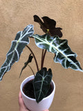 Stunning Elephant's ear Alocasia Polly in a 12cm white ceramic pot - alocasia polly plant - Parijat Plant 