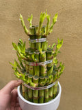 Lucky Bamboo Plant in a ceramic pot - Live Plant stick -Dracaena sanderiana - low light plant - Parijat Plant 