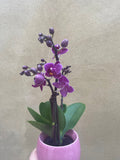 mini orchid in a 8cm ceramic pot - Cute orchids plant -phalaenopsis orchids plant - Parijat Plant 