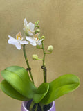 mini orchid in a 8cm ceramic pot - Cute white orchids plant -phalaenopsis orchids plant - Parijat Plant 