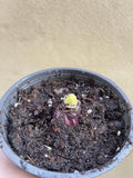 Hyacinths plant in a 12cm pot - scented Hyacinths - freshly germinated plant - Parijat Plant 