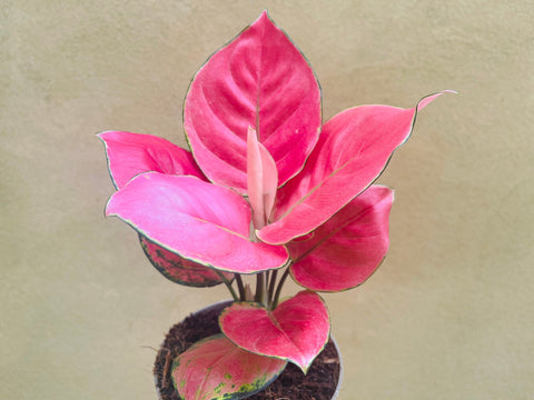 aglaonema hybrid thailand very rare Aglaonema Red Thai Hybrid plant - small 10cm potted plant