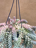 Burro's tail plant - Sedum morganianum ‘Burrito’ in a tiny 8cm pot -2 steam only - rare succulent - easy growing - Parijat Plant 