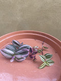 3 pink cutting mix - unrooted cutting mix - easy to propagate - brown plate is not included - Parijat Plant 