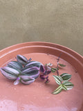 3 pink cutting mix - unrooted cutting mix - easy to propagate - brown plate is not included - Parijat Plant 