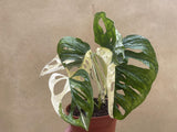 variegated monstera adansonii plant - stunning half moon variegation - 5 leaf plant - monstera Archipelago - Parijat Plant 