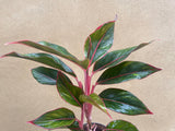 Aglaonema light pink star- aglaonema plant - 12cm potted plant - evergreen plant - Parijat Plant 