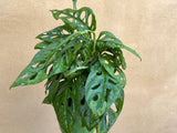 Monstera obliqua plant - monkey leaf - more bushy plant- monstera obliqua- monkey musk plant in a hanging pot - Parijat Plant 