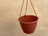 hanging plant pot - 10cm hanging pot - indoor hanging pot - Parijat Plant 