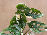Variegated Monstera Adansonii plant 1 leaf cutting with root -This cutting selected randomly from the plant shown in the picture - Parijat Plant 