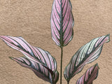 Calathea White Star plant - Pet Safe Plant - small calathea plant - Parijat Plant 