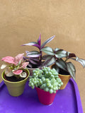 4 mini plants bundle in decorative pot - burros tail - tradescantia nanuk -syngonium red heart - wandering jew plant - Parijat Plant 