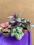 4 mini plants bundle in decorative pot - burros tail - tradescantia nanuk -syngonium red heart - wandering jew plant - Parijat Plant 