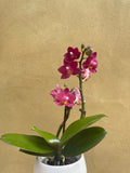 mini orchid in a 8cm ceramic pot - Cute orchids plant -phalaenopsis orchids plant - Parijat Plant 