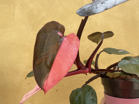 half moon pink princess philodendron philodendron pink princess plant - half moon - 12 plus leaf - large indoor plant